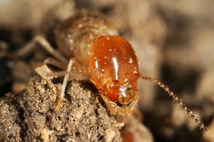Odontotermes formosanus