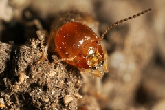 Odontotermes formosanus