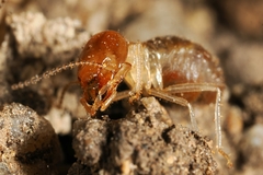 Odontotermes formosanus