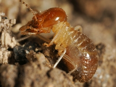 Odontotermes formosanus