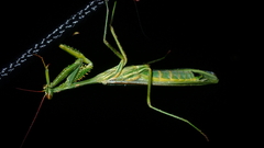 Cardioptera squalodon