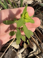Euphorbia roemeriana