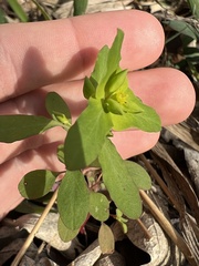 Euphorbia roemeriana