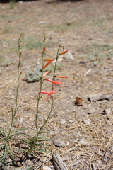Penstemon labrosus