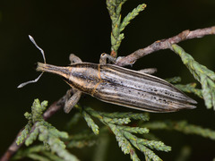 Lixus anguinus
