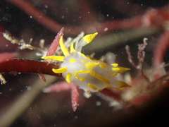 Polycera quadrilineata