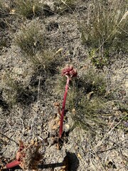 Haemanthus sanguineus