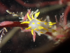 Polycera quadrilineata