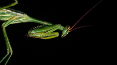 Cardioptera squalodon