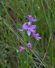 Calopogon tuberosus