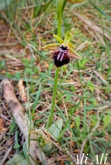 Ophrys sphegodes