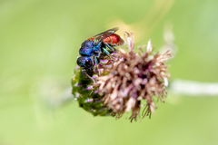 Chrysis scutellaris
