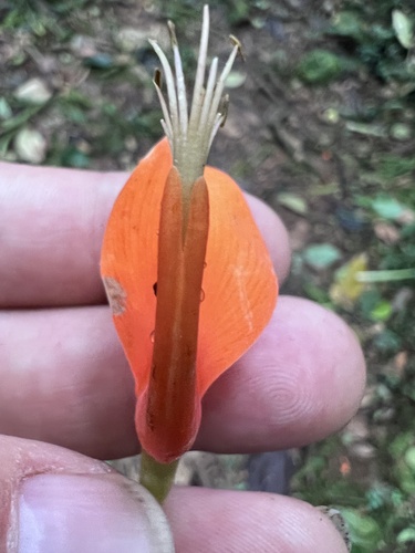 Erythrina poeppigiana - Whole tree