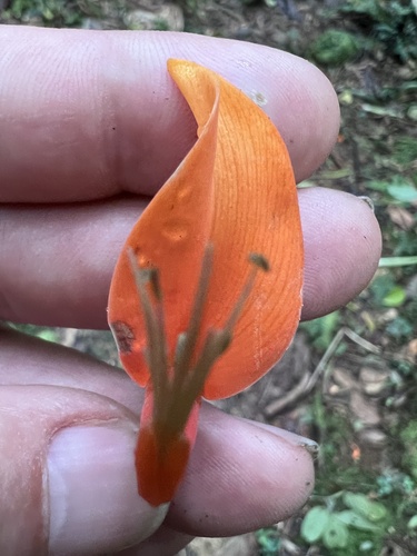 Erythrina poeppigiana - Leaves