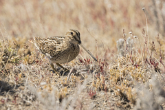 Gallinago magellanica