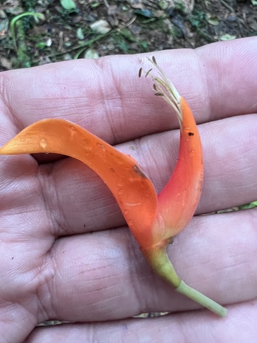 Erythrina poeppigiana - Whole tree