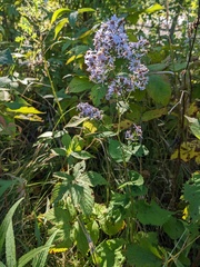 Symphyotrichum cordifolium