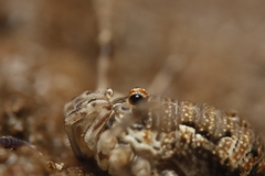 Dasylobus graniferus