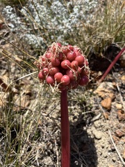 Haemanthus sanguineus