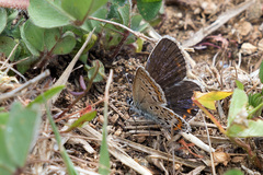 Plebejus argus