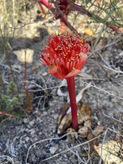 Haemanthus sanguineus