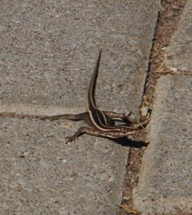 Platysaurus intermedius rhodesianus