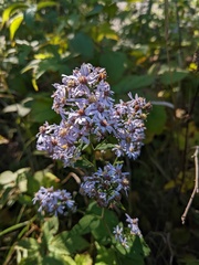 Symphyotrichum cordifolium