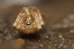 Anyphaena accentuata