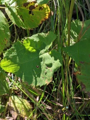 Symphyotrichum cordifolium