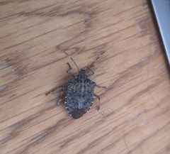 Halyomorpha halys