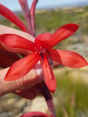 Watsonia vanderspuyae