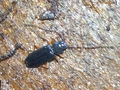 Uleiota planata