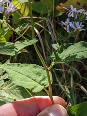 Symphyotrichum cordifolium