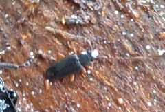 Uleiota planata