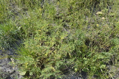 Astragalus jelenevskyi