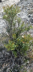 Lomatia polymorpha