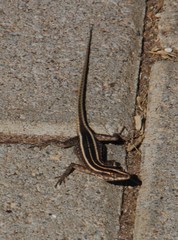Platysaurus intermedius rhodesianus