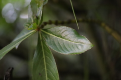 Impatiens sodenii