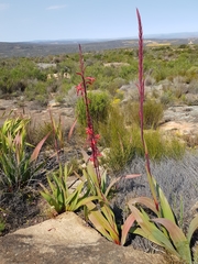 Watsonia vanderspuyae