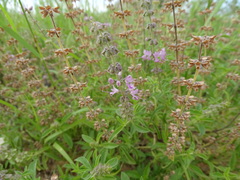 Ocimum americanum image