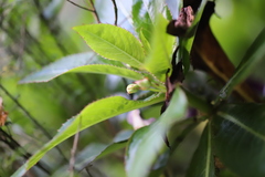 Impatiens sodenii