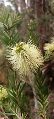Melaleuca virens