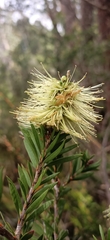 Melaleuca virens