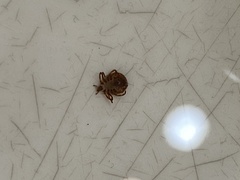 Amblyomma americanum