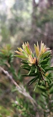 Melaleuca virens