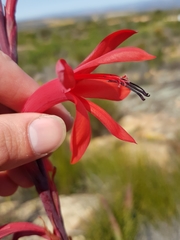 Watsonia vanderspuyae