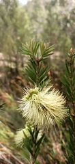 Melaleuca virens