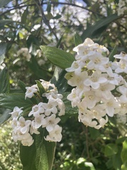 Viburnum rhytidophyllum