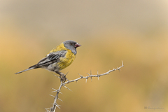 Phrygilus
