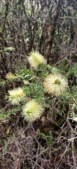 Melaleuca virens